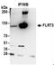 Fibronectin Leucine Rich Transmembrane Protein 3 antibody, NBP2-36566, Novus Biologicals, Immunoprecipitation image 