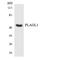 PLAG1 Like Zinc Finger 1 antibody, LS-B14687, Lifespan Biosciences, Western Blot image 