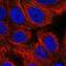 EF-Hand Calcium Binding Domain 11 antibody, NBP2-56193, Novus Biologicals, Immunofluorescence image 