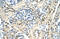 DAZ-associated protein 1 antibody, 29-449, ProSci, Western Blot image 