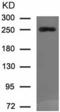 ATP Binding Cassette Subfamily A Member 1 antibody, TA322600, Origene, Western Blot image 