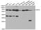 Monoamine Oxidase A antibody, LS-B14861, Lifespan Biosciences, Western Blot image 