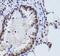 Sirtuin 7 antibody, FNab07885, FineTest, Immunohistochemistry frozen image 