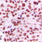 c-Myc antibody, LS-C352574, Lifespan Biosciences, Immunohistochemistry frozen image 