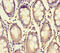 Aminoacylproline aminopeptidase antibody, CSB-PA878859HA01HU, Cusabio, Immunohistochemistry frozen image 
