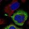 Ribosomal Protein S28 antibody, PA5-61439, Invitrogen Antibodies, Immunofluorescence image 