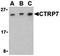 C1q And TNF Related 7 antibody, orb74642, Biorbyt, Western Blot image 