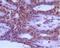 Beclin 1 antibody, NB110-87318, Novus Biologicals, Immunohistochemistry frozen image 