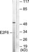 E2F Transcription Factor 6 antibody, TA313779, Origene, Western Blot image 