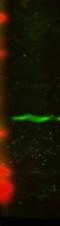 Centromere Protein A antibody, NBP2-12892, Novus Biologicals, Western Blot image 