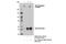 Insulin Like Growth Factor 2 Receptor antibody, 14364S, Cell Signaling Technology, Immunoprecipitation image 