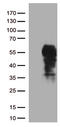 Programmed Cell Death 1 antibody, TA806940, Origene, Western Blot image 