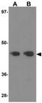 Zinc finger protein ubi-d4 antibody, GTX31819, GeneTex, Western Blot image 