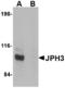 Junctophilin 3 antibody, LS-B3875, Lifespan Biosciences, Western Blot image 