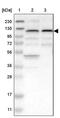 Zinc Finger SWIM-Type Containing 5 antibody, PA5-53756, Invitrogen Antibodies, Western Blot image 