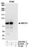 Ring Finger Protein 214 antibody, A304-700A, Bethyl Labs, Immunoprecipitation image 