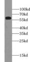 Pancreatic alpha-amylase antibody, FNab00383, FineTest, Western Blot image 