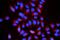 Peptidylprolyl Isomerase B antibody, M03229-1, Boster Biological Technology, Immunocytochemistry image 