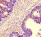 Neurobeachin Like 2 antibody, LS-C678767, Lifespan Biosciences, Immunohistochemistry paraffin image 