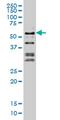 CTF antibody, MA5-19452, Invitrogen Antibodies, Western Blot image 