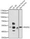 RAD52 Homolog, DNA Repair Protein antibody, 18-930, ProSci, Western Blot image 