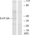 5-Hydroxytryptamine Receptor 5A antibody, abx013889, Abbexa, Western Blot image 