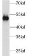 Tubulin Beta 3 Class III antibody, FNab09890, FineTest, Western Blot image 