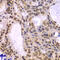 DNA Polymerase Delta 3, Accessory Subunit antibody, 22-808, ProSci, Immunohistochemistry frozen image 