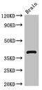 Homer Scaffold Protein 3 antibody, CSB-PA878880LA01HU, Cusabio, Western Blot image 
