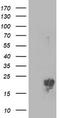 Phosphomevalonate Kinase antibody, TA503447, Origene, Western Blot image 