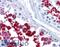 Y-Box Binding Protein 2 antibody, LS-B5321, Lifespan Biosciences, Immunohistochemistry frozen image 