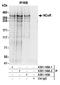 Nuclear Receptor Corepressor 1 antibody, A301-146A, Bethyl Labs, Immunoprecipitation image 