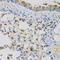 NPC Intracellular Cholesterol Transporter 2 antibody, 19-648, ProSci, Immunohistochemistry frozen image 