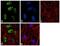 Histone Cluster 1 H2A Family Member M antibody, 720148, Invitrogen Antibodies, Immunofluorescence image 