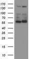 Amidophosphoribosyltransferase antibody, TA504769, Origene, Western Blot image 
