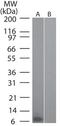 C-C Motif Chemokine Ligand 20 antibody, MA5-16253, Invitrogen Antibodies, Western Blot image 