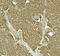 Solute Carrier Family 1 Member 7 antibody, 8083, ProSci, Immunohistochemistry paraffin image 