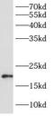 ADP-ribosylation factor-like protein 10B antibody, FNab00581, FineTest, Western Blot image 