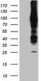 Amyloid Beta Precursor Protein Binding Family B Member 1 Interacting Protein antibody, CF809154, Origene, Western Blot image 