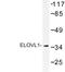 ELOVL Fatty Acid Elongase 1 antibody, LS-C177370, Lifespan Biosciences, Western Blot image 