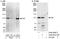 Integrator complex subunit 3 antibody, A302-051A, Bethyl Labs, Western Blot image 