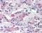 58K Golgi protein antibody, orb88436, Biorbyt, Immunohistochemistry paraffin image 