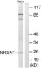 Neurensin 1 antibody, abx014650, Abbexa, Western Blot image 