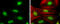 CycT1 antibody, GTX133413, GeneTex, Immunofluorescence image 