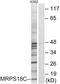Mitochondrial Ribosomal Protein S18C antibody, PA5-38951, Invitrogen Antibodies, Western Blot image 