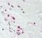 Developmental Pluripotency Associated 4 antibody, PA5-23444, Invitrogen Antibodies, Immunohistochemistry frozen image 