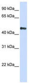 DNA-binding protein A antibody, TA330134, Origene, Western Blot image 