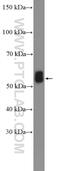 BAI1 Associated Protein 2 antibody, 11087-2-AP, Proteintech Group, Western Blot image 