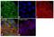Cytokeratin Pan  antibody, MA5-18156, Invitrogen Antibodies, Immunofluorescence image 
