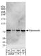 Myoneurin antibody, A303-648A, Bethyl Labs, Western Blot image 